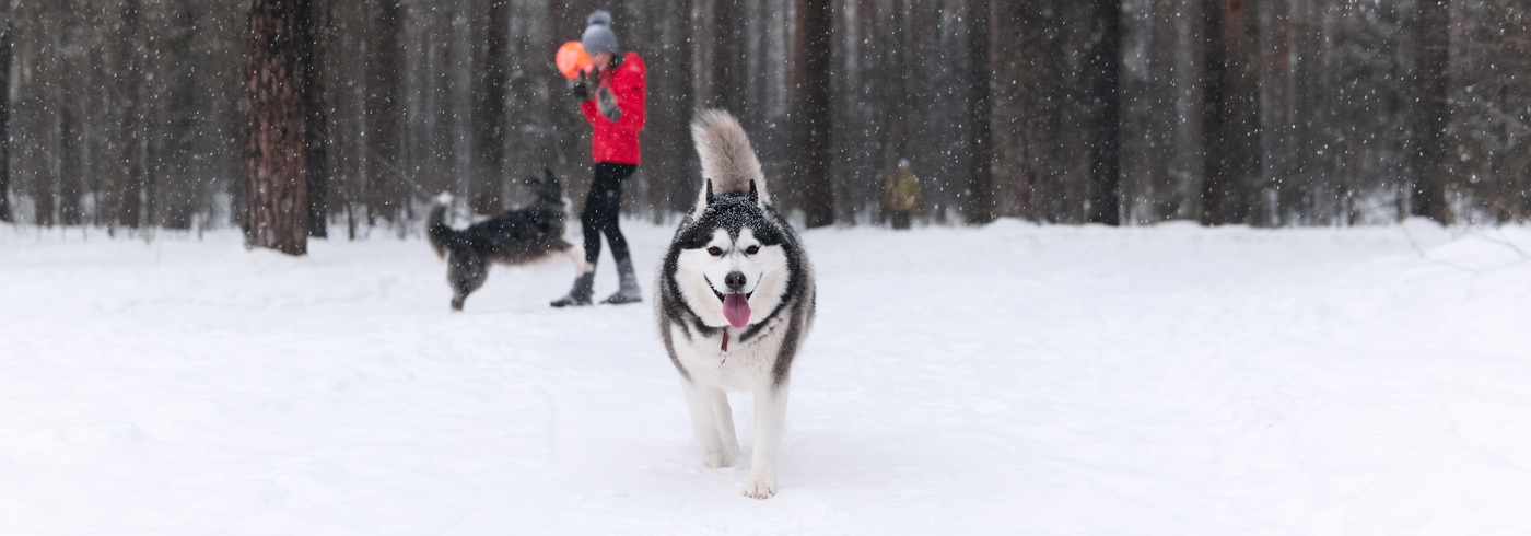 Fat Dog: How To Tell If Your Dog Is Out of Shape