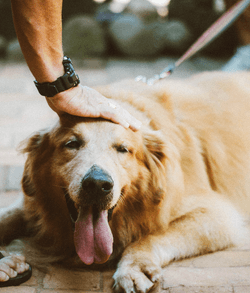 Golden retriever dog lying down on the pavement outside