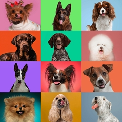 Most Popular Dog Breeds: The Ultimate Guide on Dog Breeds