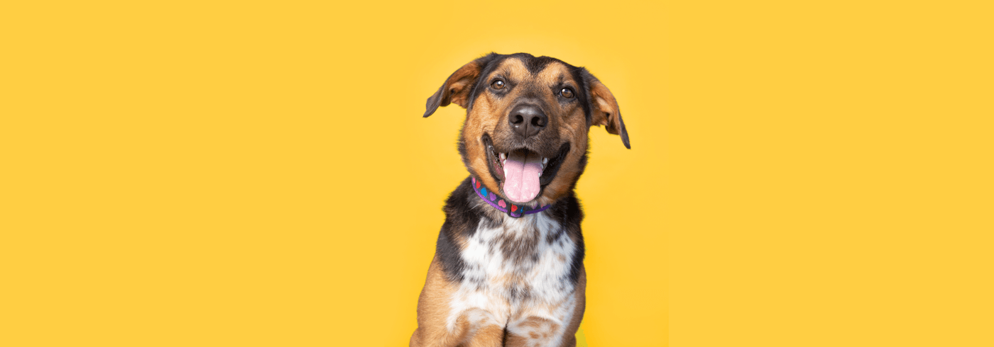 Why Is My Dog Breathing Heavy?