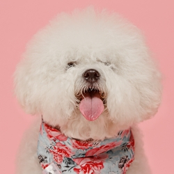 Dog Fur: The Ultimate Guide on Dog Coats and Hair (2022)