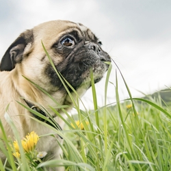 Why Do Dogs Eat Grass?