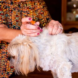 Diabetes In Dogs: Everything You Should Know