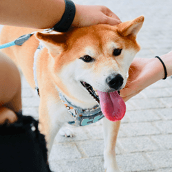 Cutest Dog in the World: 10 of the Cutest Dogs in the World