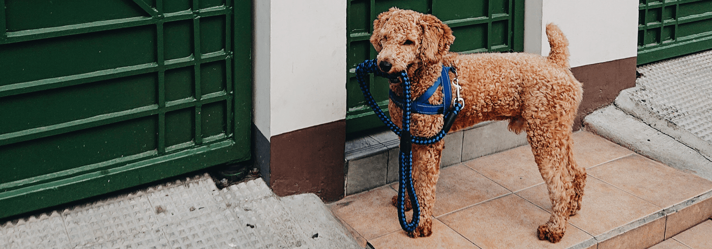 Poodle dog standing outside in front of green door