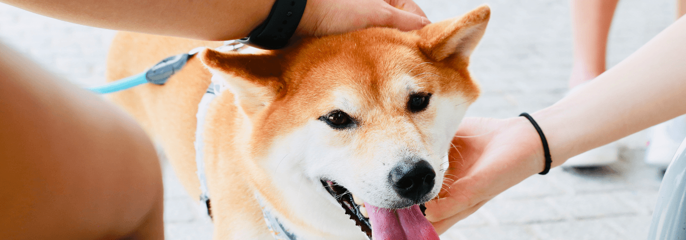 Cutest Dog in the World: 10 of the Cutest Dogs in the World