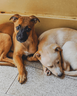 What are the benefits and risks of getting your dog neutered?