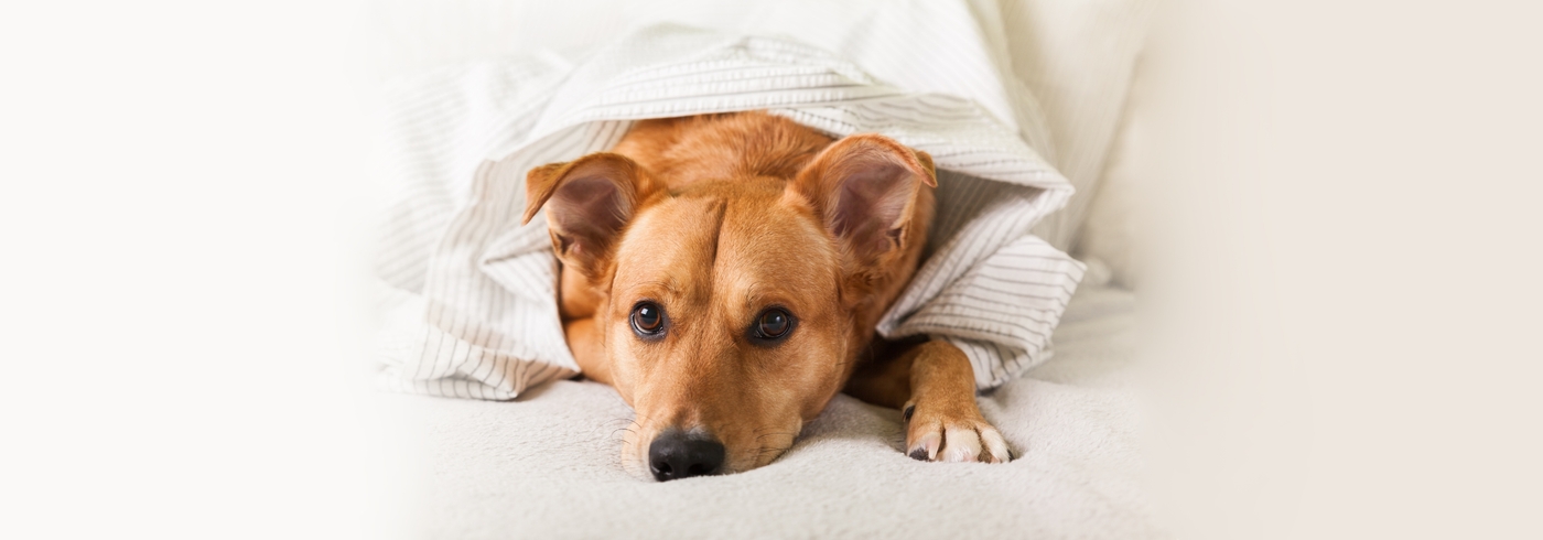 Diabetes In Dogs: Everything You Should Know