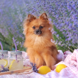 Is Lavender Safe for Dogs?