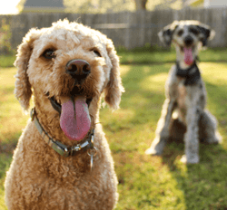 Introducing Sidekick, Finn's official blog on all things dogs