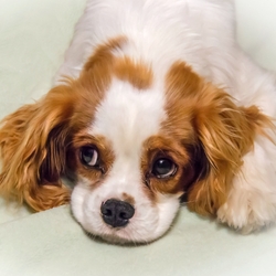 Why Is My Dog Whining? 