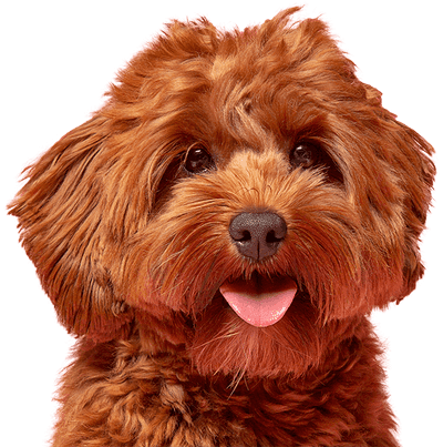 Brown dog