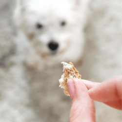 Can Dogs Eat Bread?