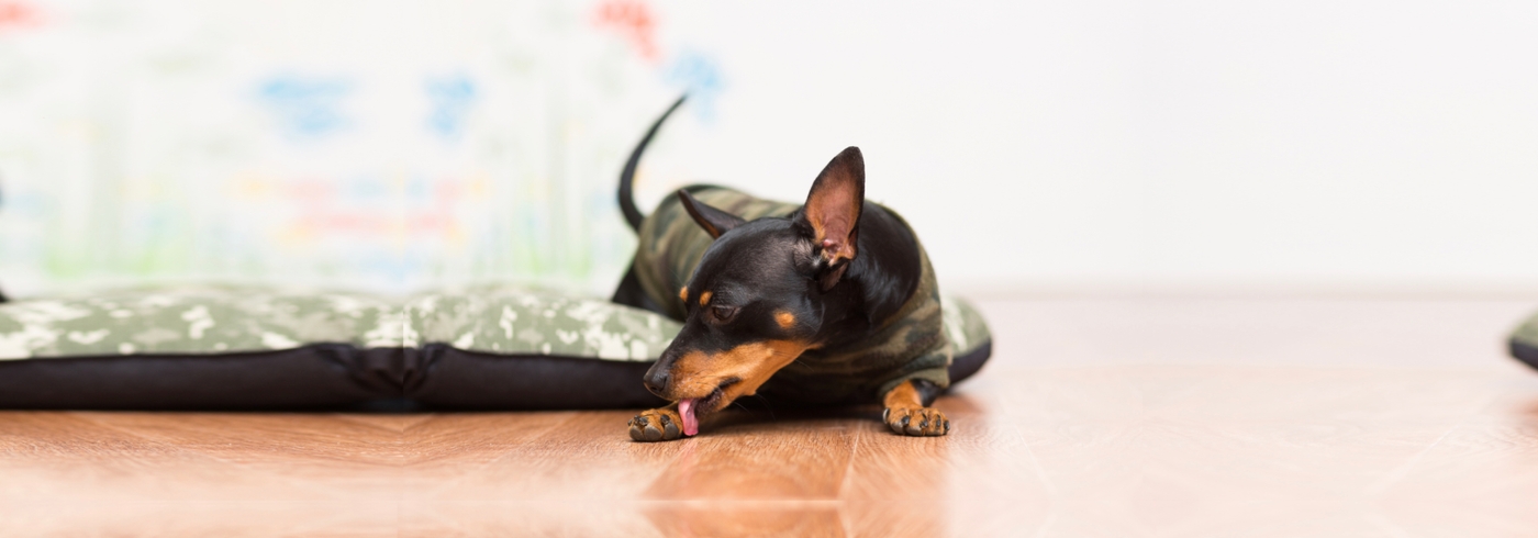 Why do dogs lick their paws?