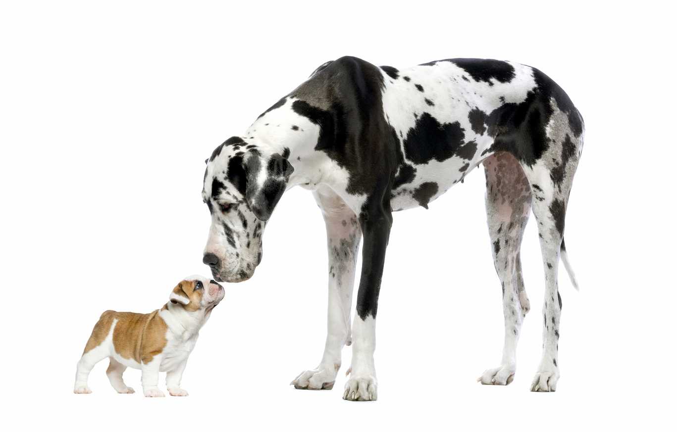 shutterstock 299128307 1 1 