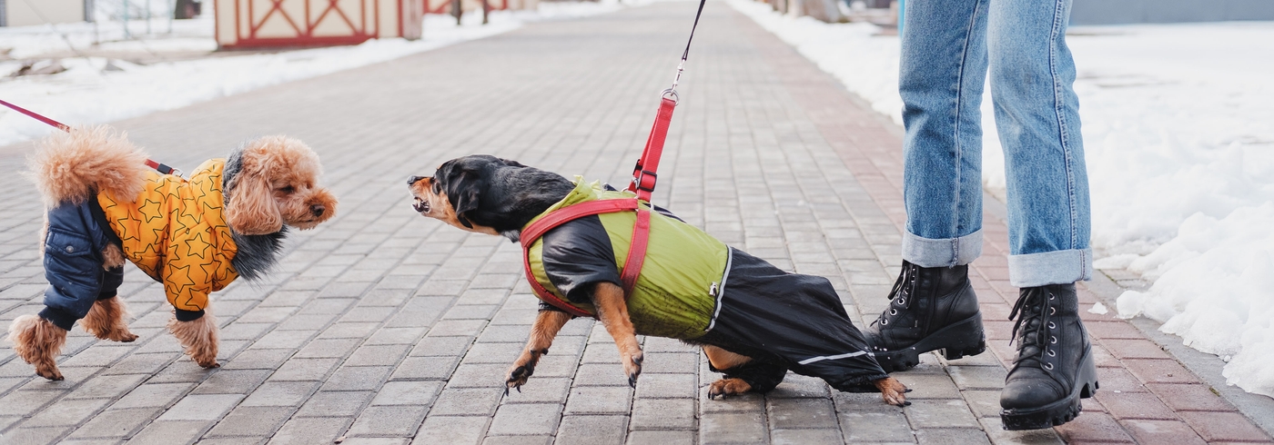 How to tell when your dog might be about to bite