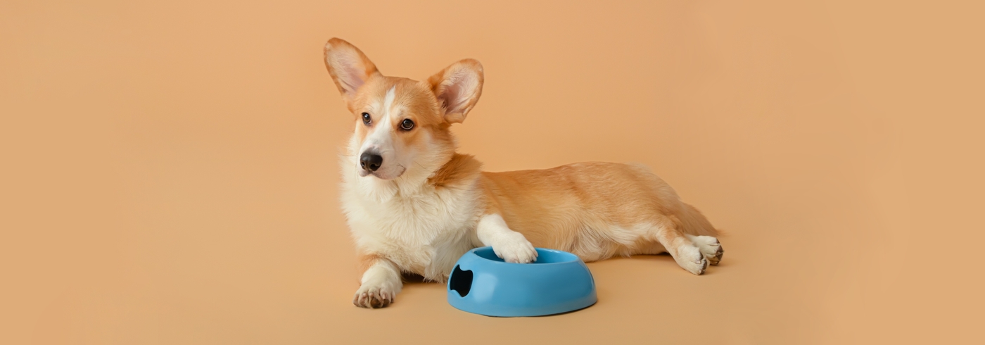 Dog Won't Eat