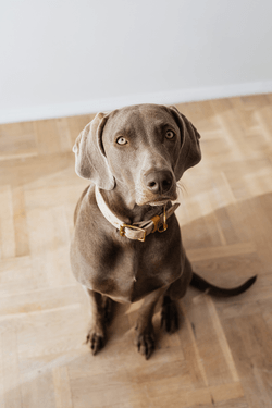 Why is my dog's nose so dry, and what should I do? 