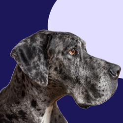 Biggest Dog in the World: Zeus the Great Dane