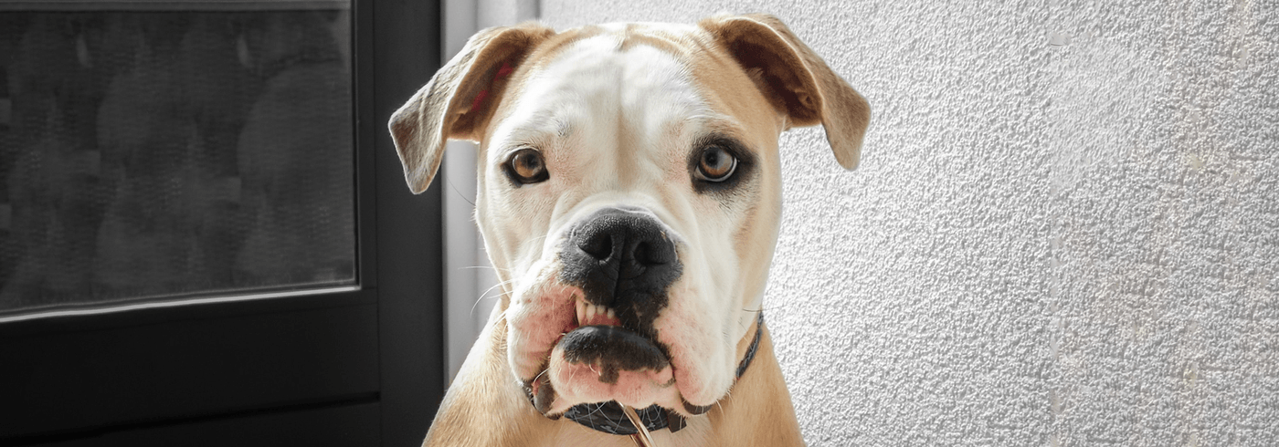 Tan and white pitbull mix sitting outside and snarling at the camera